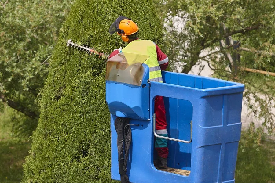 Dragonetti Tree Removal gallery 8