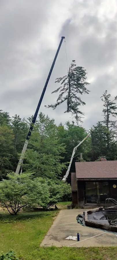 Dubois Tree Service in Manchester: Compare Removal, Trimming, and Stump Work