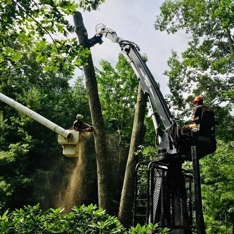 Ducharme Tree Service in Merrimack: Turn a Complex Job Into a Clear Scope