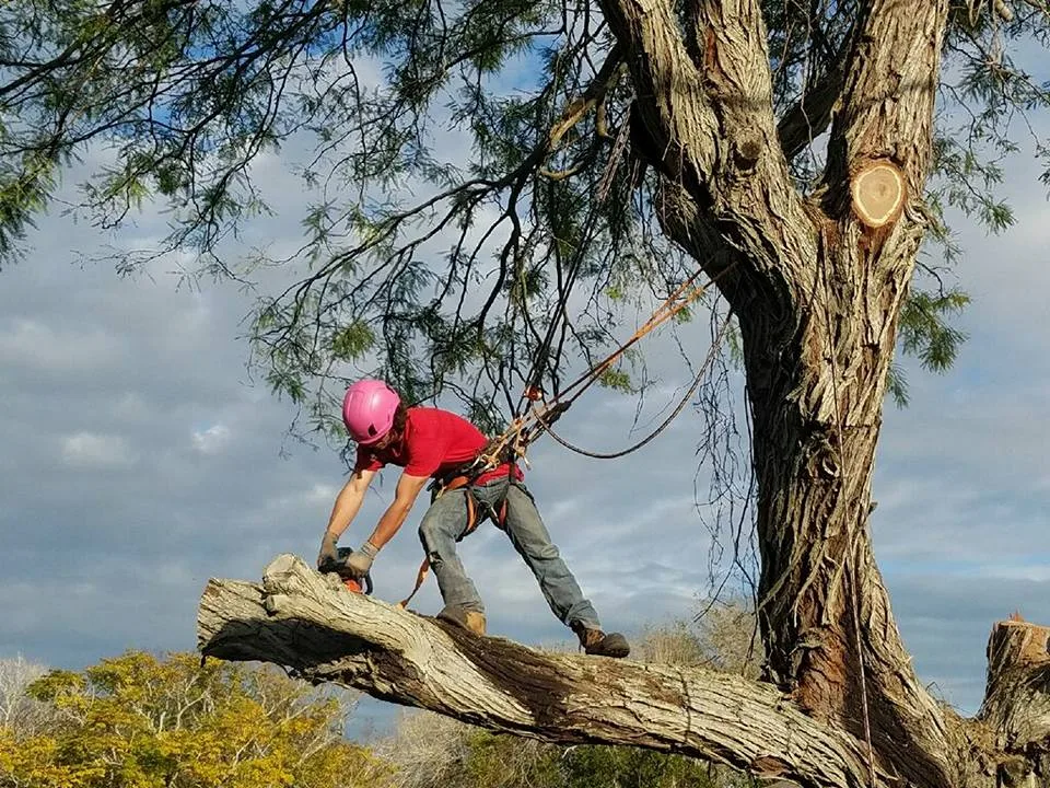 Dynamic Tree Care, LLC