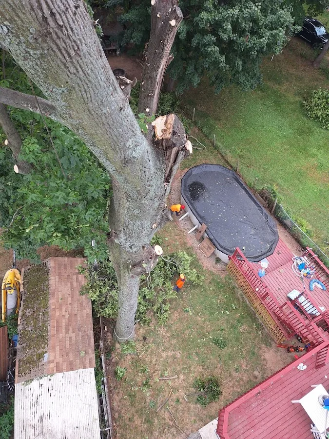 E & Brothers Tree Services LLC (New Haven, CT): How to Decide if Their Tree Removal & Trimming Scope Fits Your Property