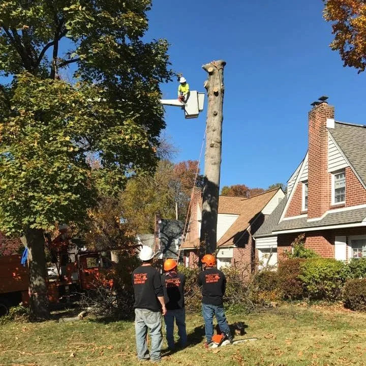 East Coast Tree Service Delaware