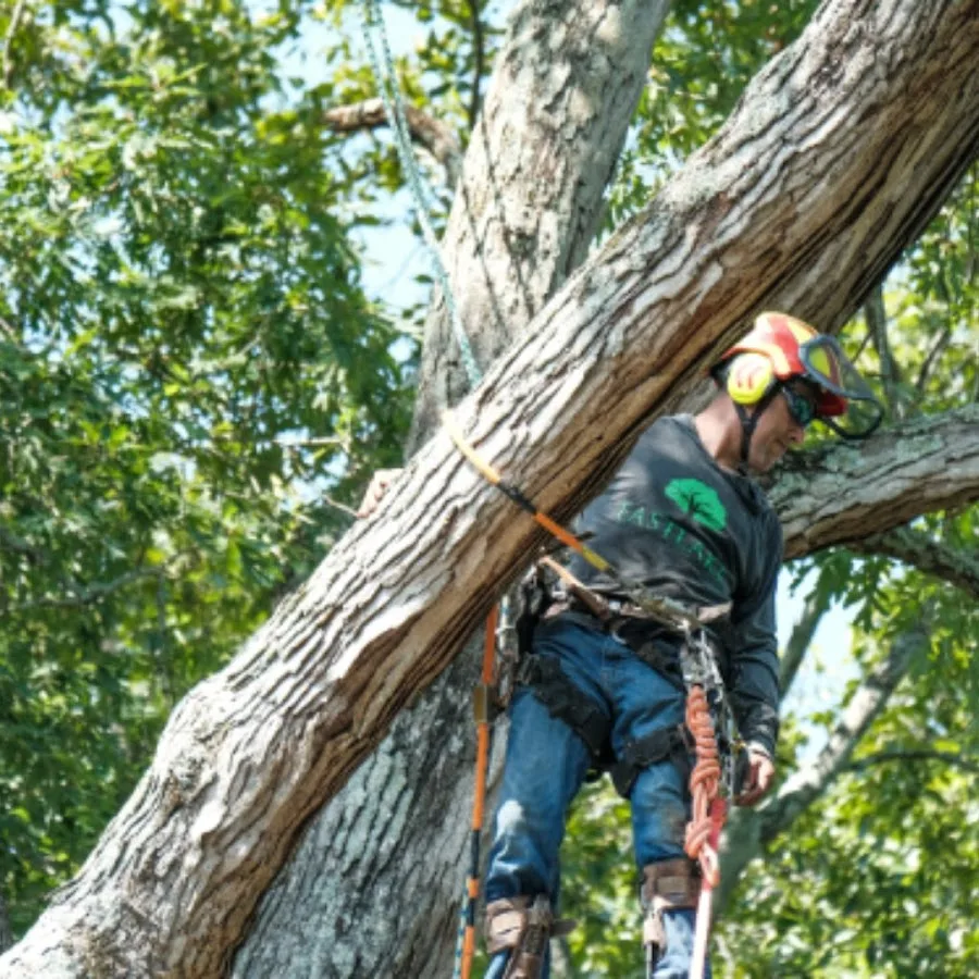 EastLake Tree Services work site