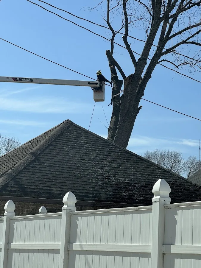 Eduardo's Tree Service