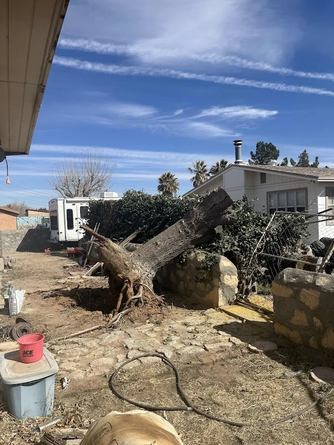 El Paso Tree Removal