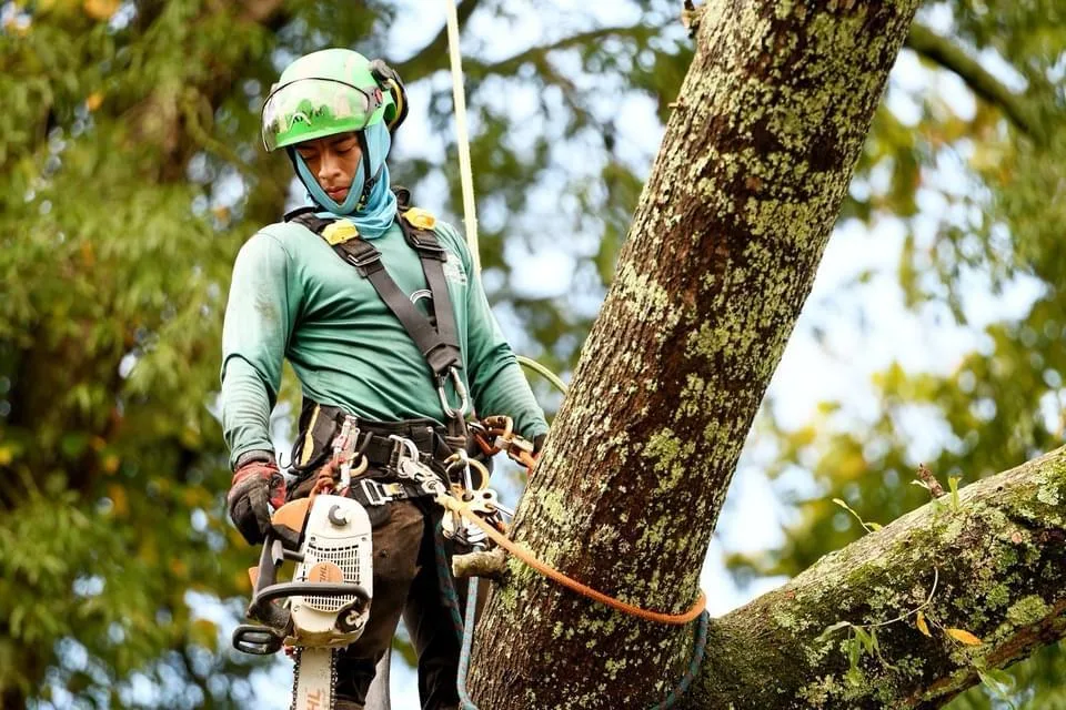 Elias Chavez Tree Service