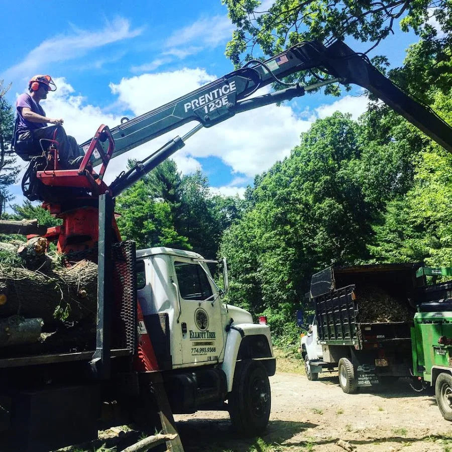 Before You Hire Elliott Tree in Holden, MA: Scope Proof for Removal, Trimming, and Stump Grinding