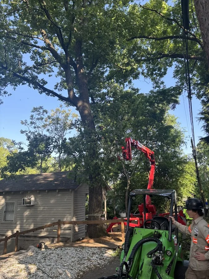 Evans Tree Service, Inc. gallery 2