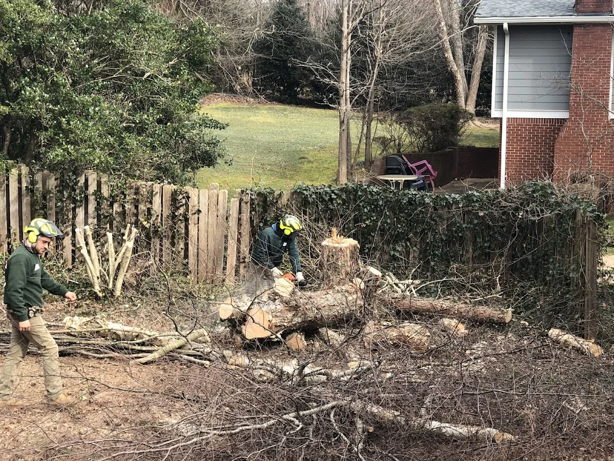 Evergreen Tree Services work site