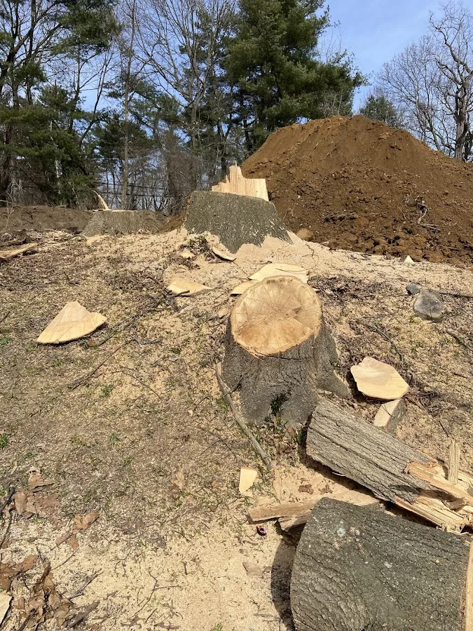 Evergreen Tree & Shrub work site