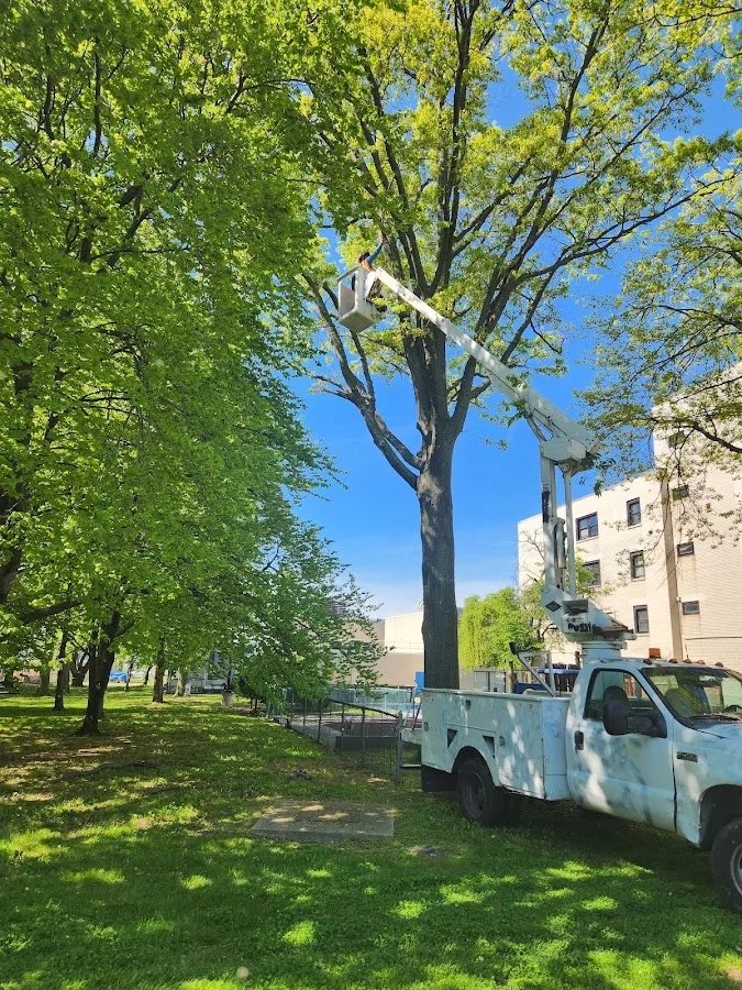 Evergreen Tree Specialists gallery 2
