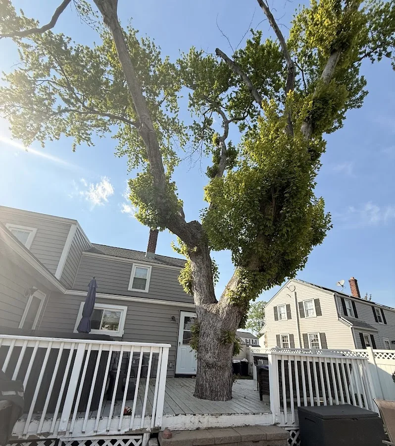 Executive Tree Care