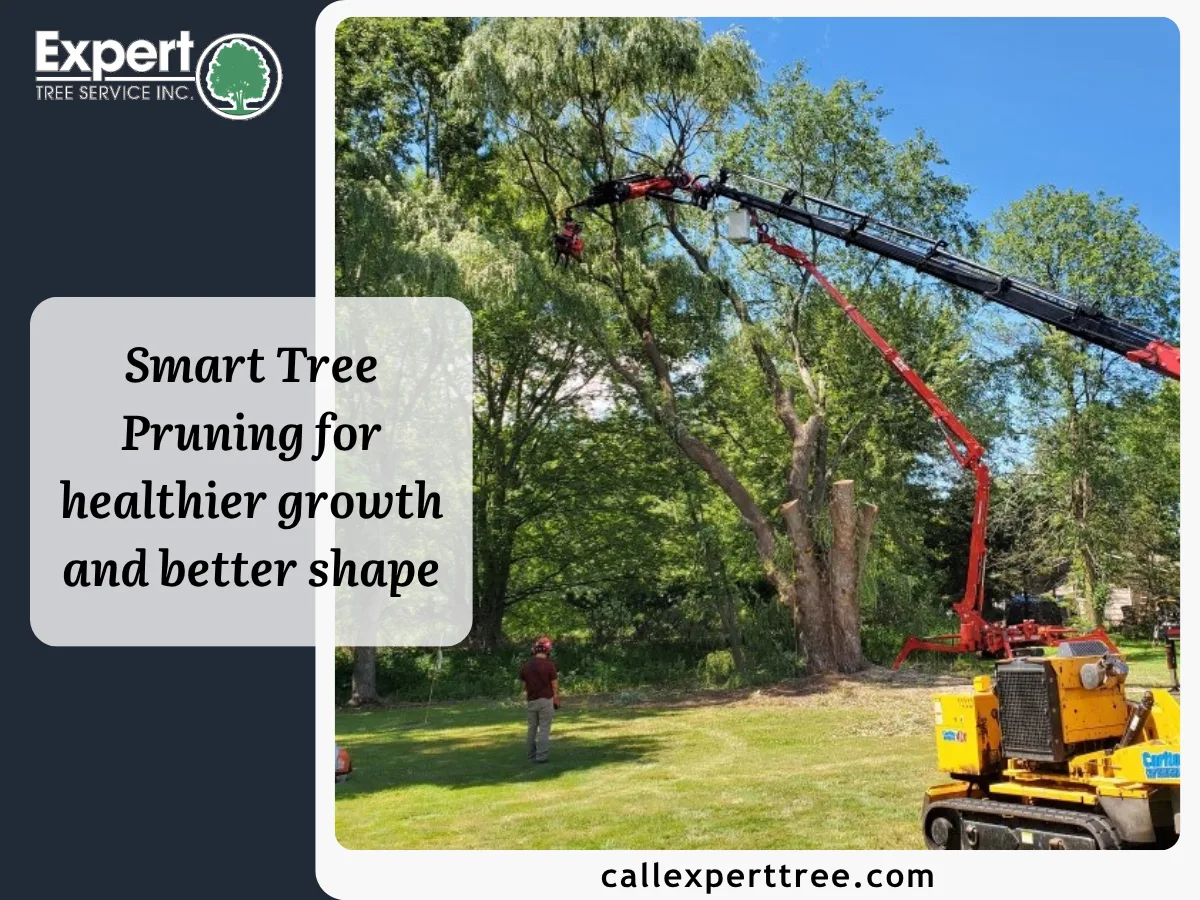 Expert Tree Service gallery 4