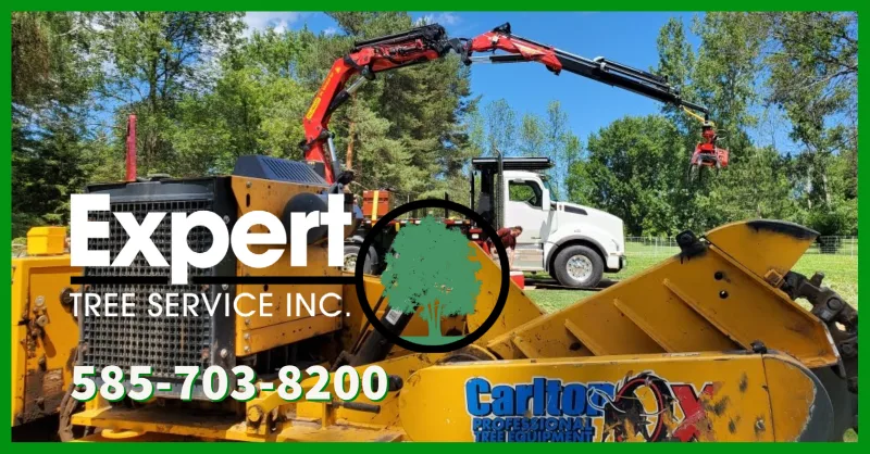 Expert Tree Service gallery 5