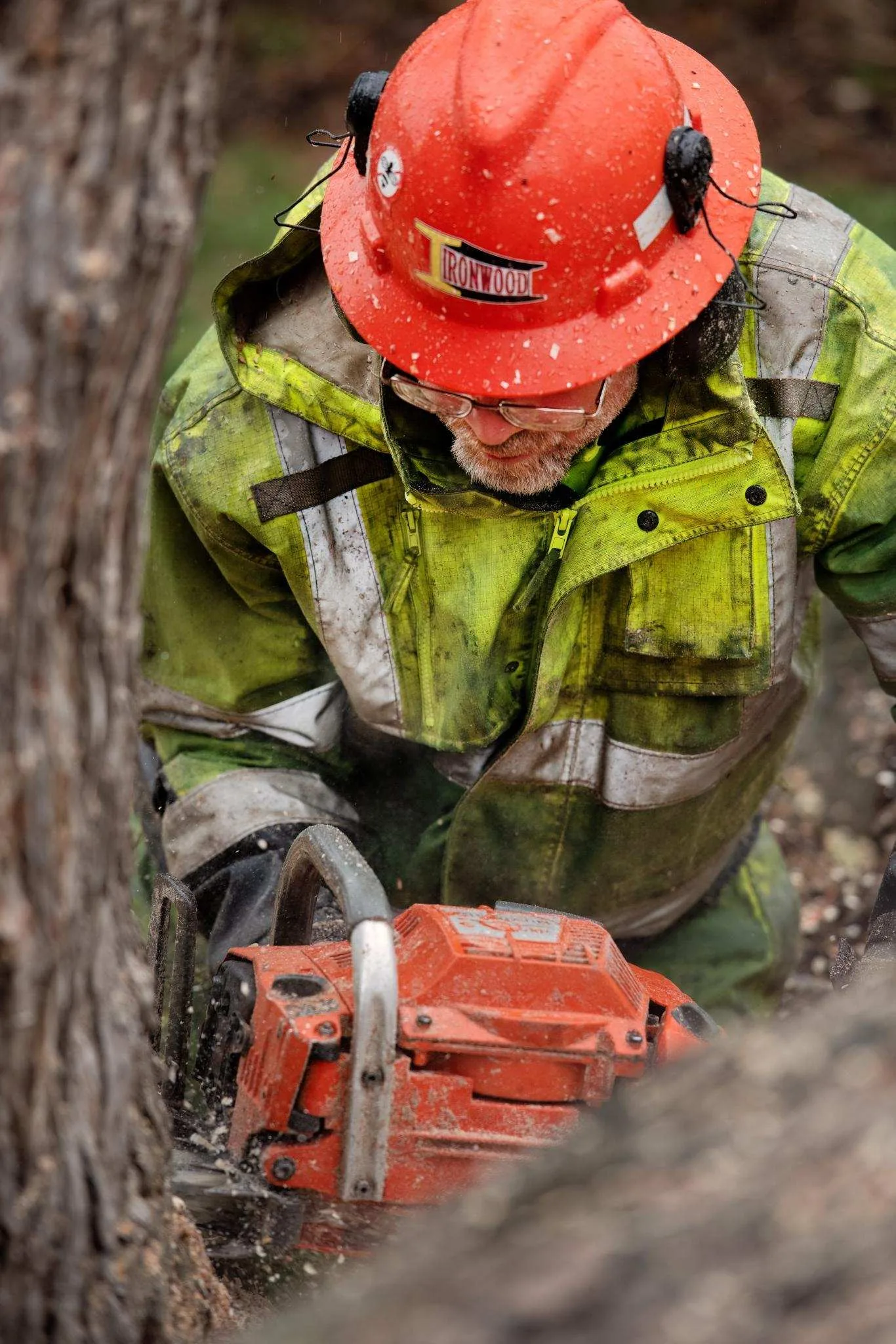 Expert Tree Service gallery 8