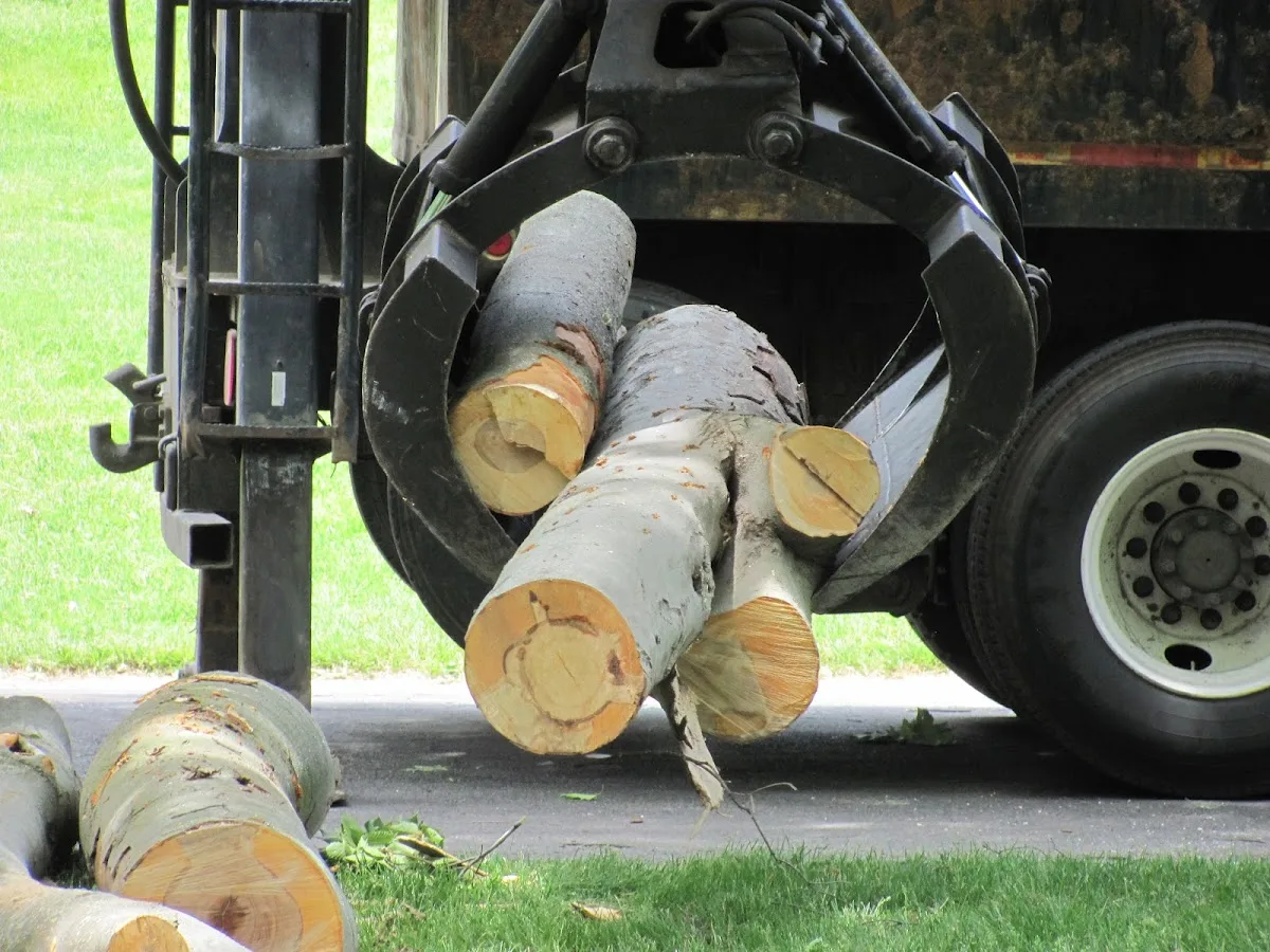 Flower City Tree work site
