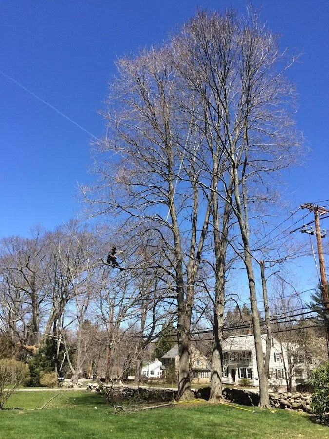 Foppema Tree Care