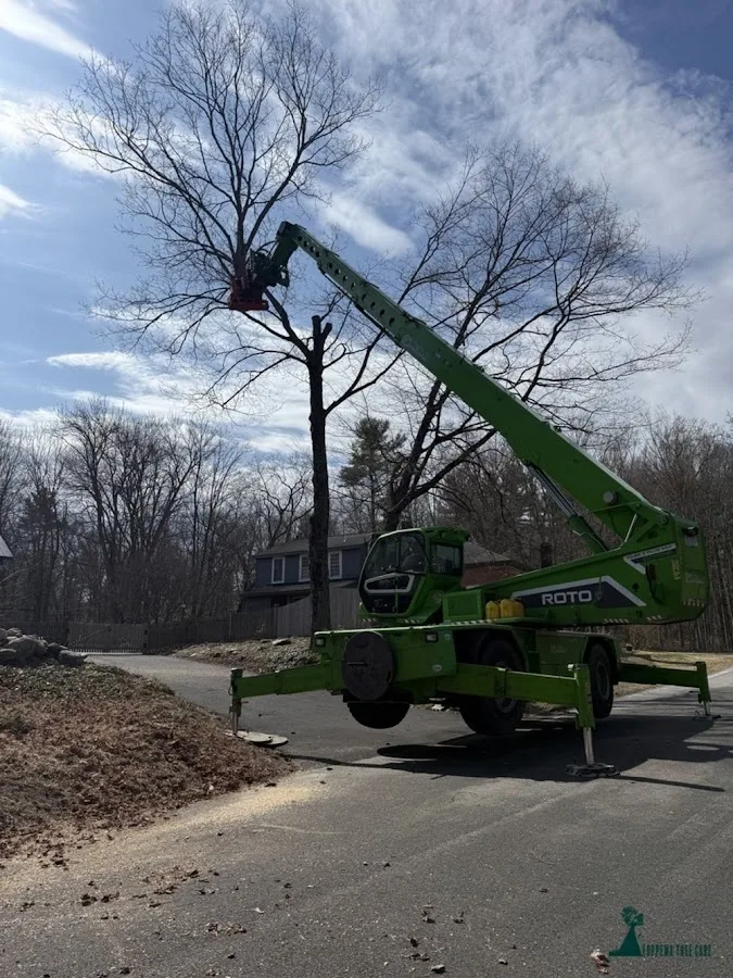 Foppema Tree Care gallery 2