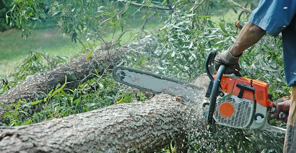 Forest Tree Service LLC work site