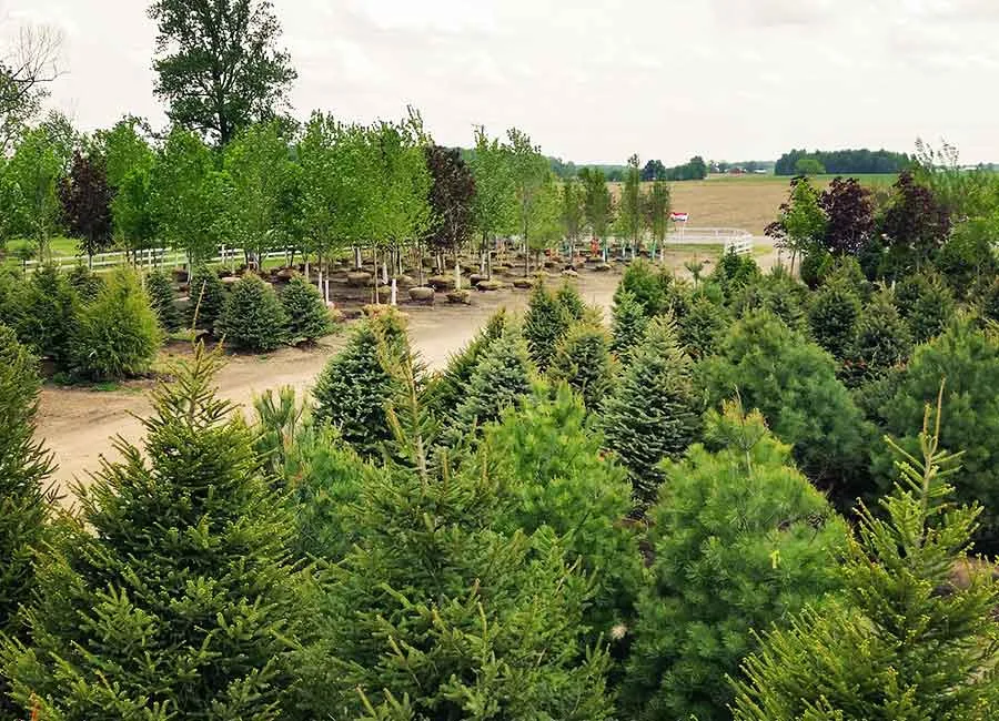 Fort Wayne Trees