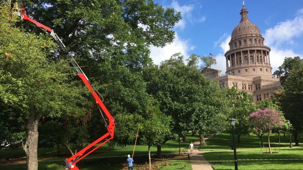 Full Canopy Tree Care