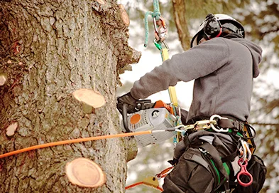 G’s Friendly Tree Service in Manchester: Matching Stump and Removal Work to the Job