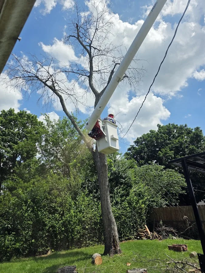 GAD Tree Experts, LLC gallery 2