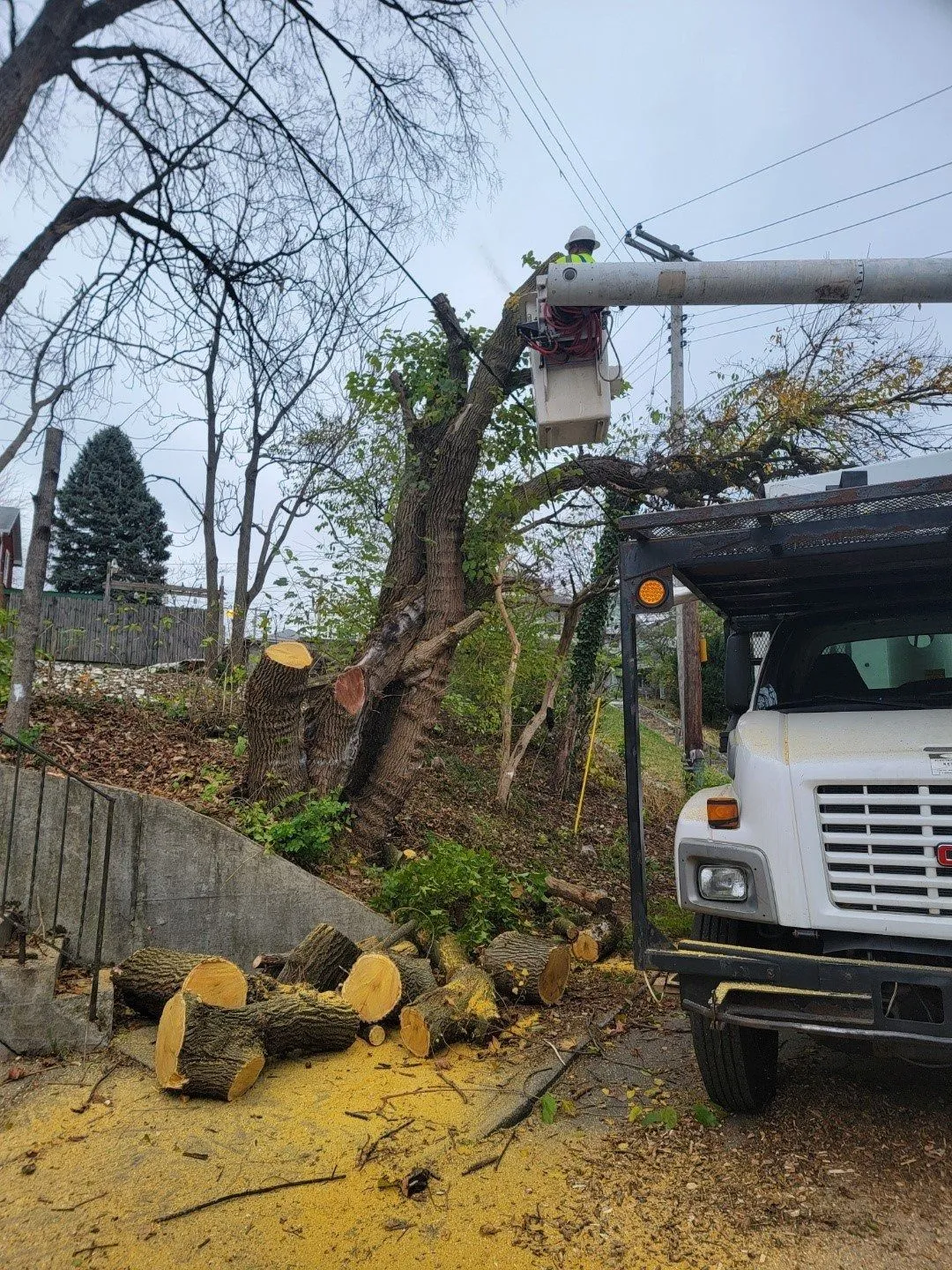 GAD Tree Experts, LLC gallery 3
