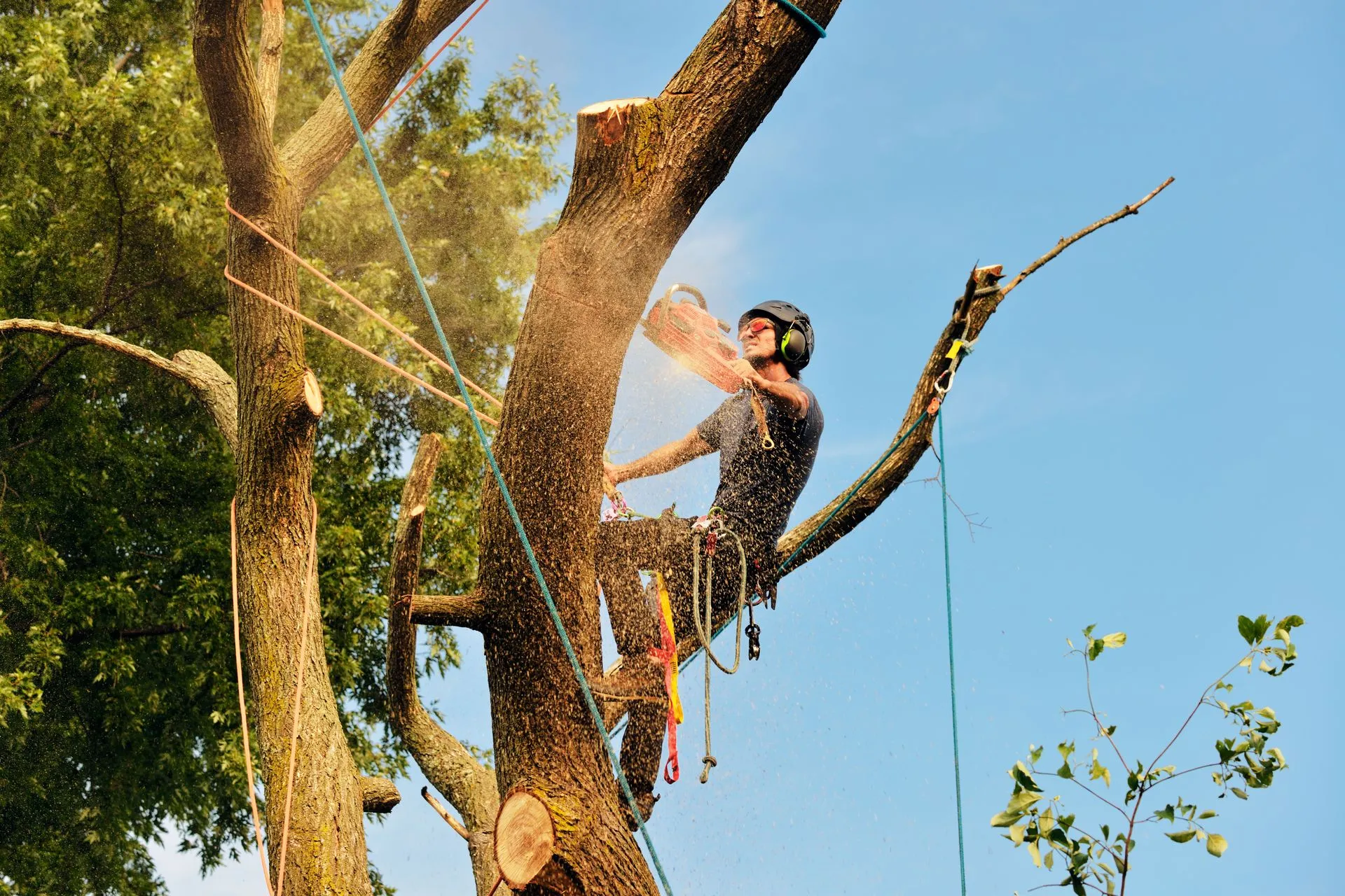 GAD Tree Experts, LLC gallery 4