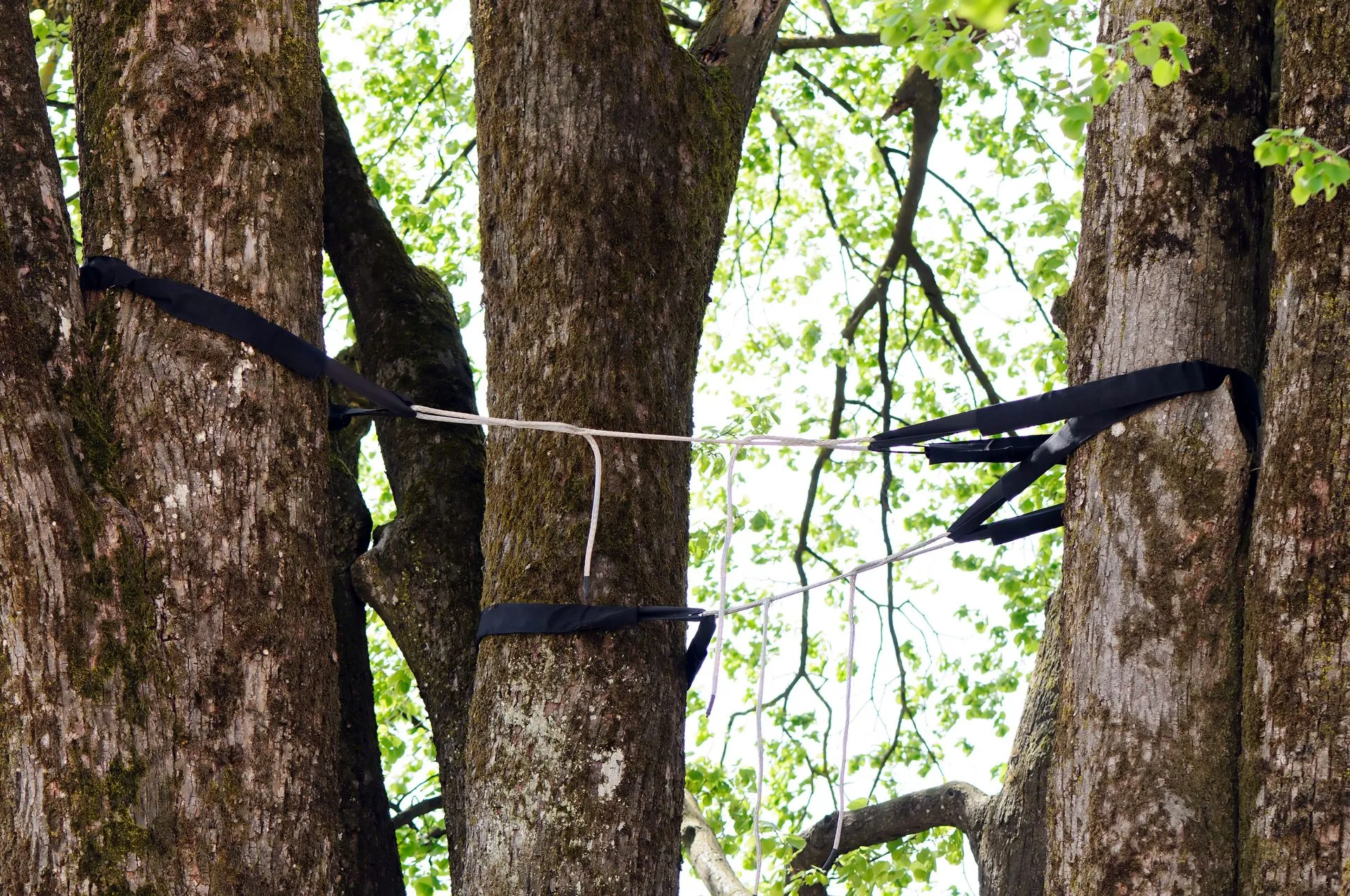 GAD Tree Experts, LLC gallery 5