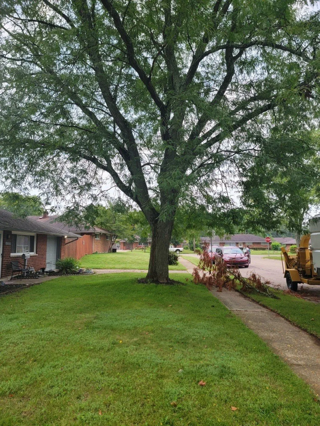 GAD Tree Experts, LLC gallery 6