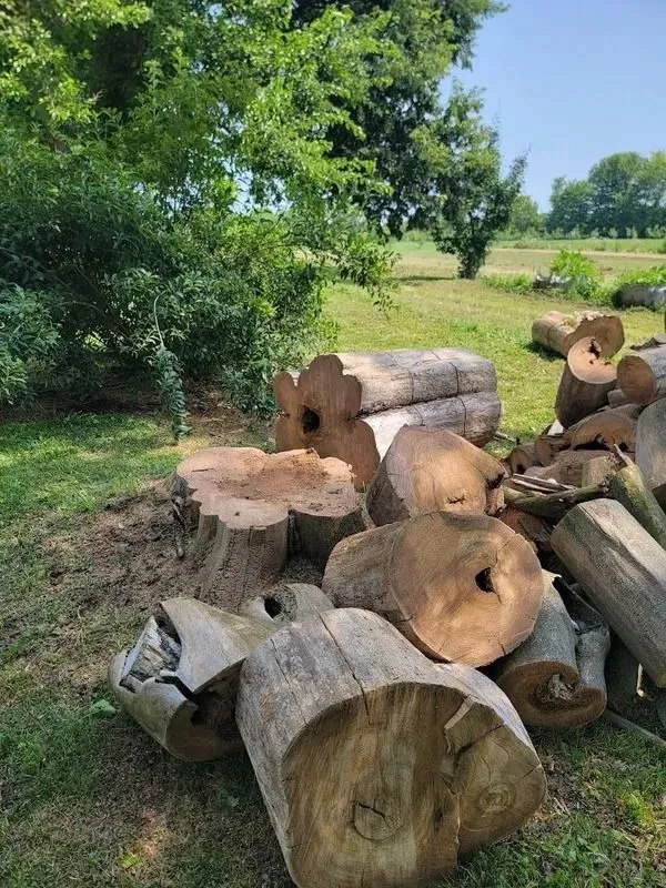 GAD Tree Experts, LLC gallery 8