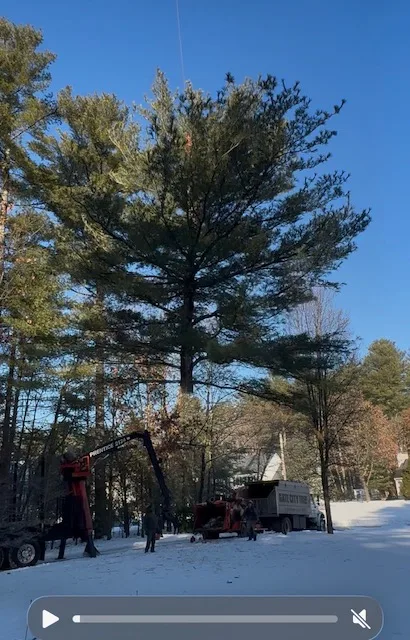 Gate City Tree Service in Southern NH: Define the Job Before You Call