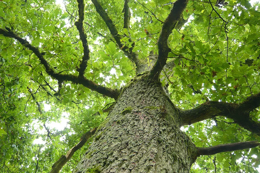 Good Earth Tree Care LLC gallery 2
