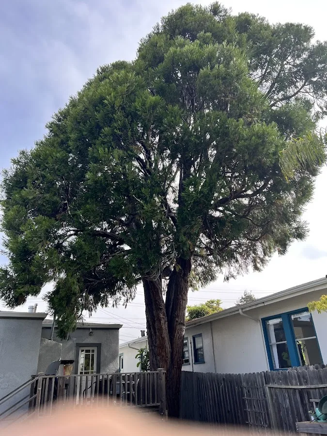 Graham Tree Services Inc work site