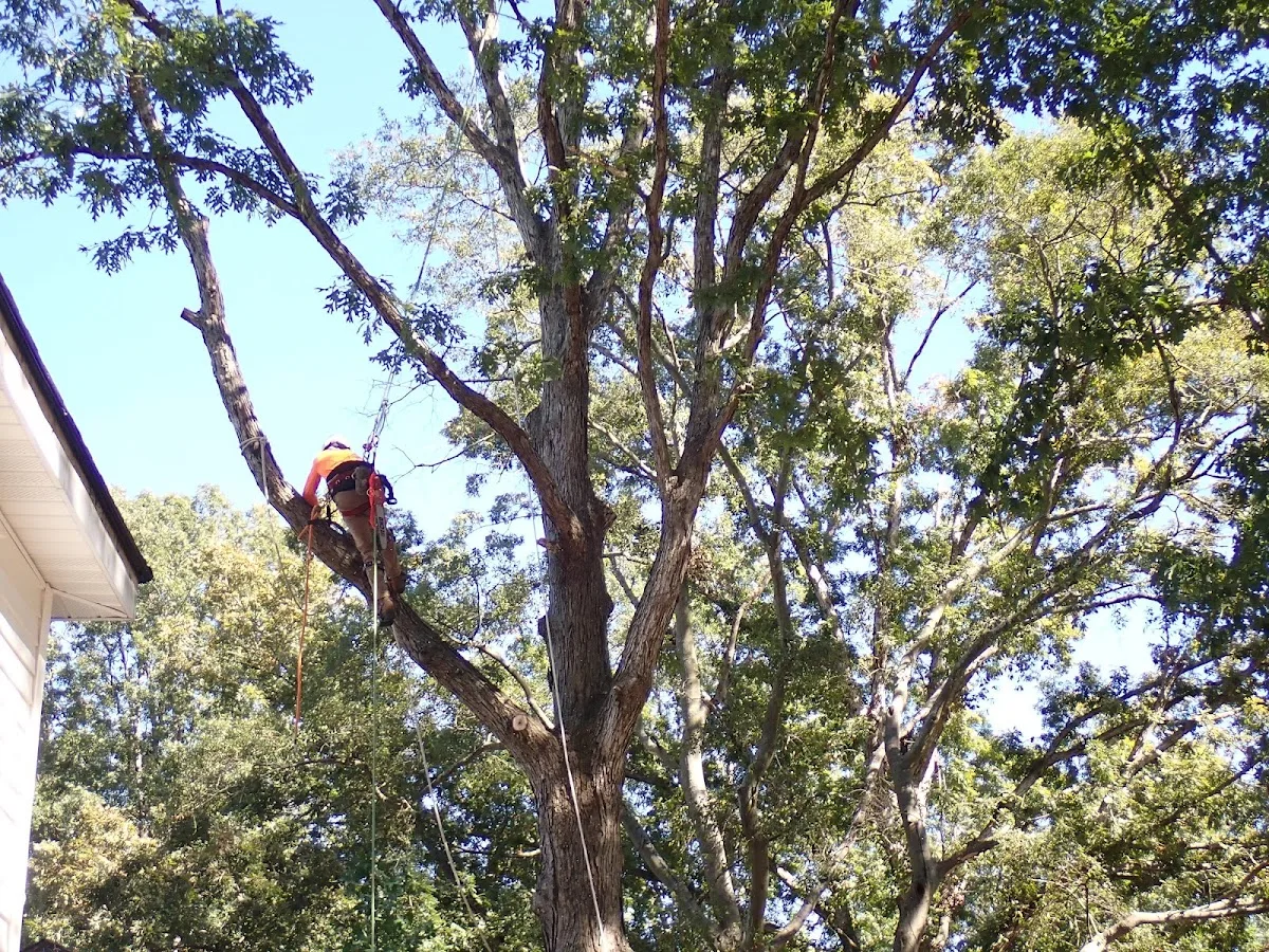 Grateful Tree Service work site