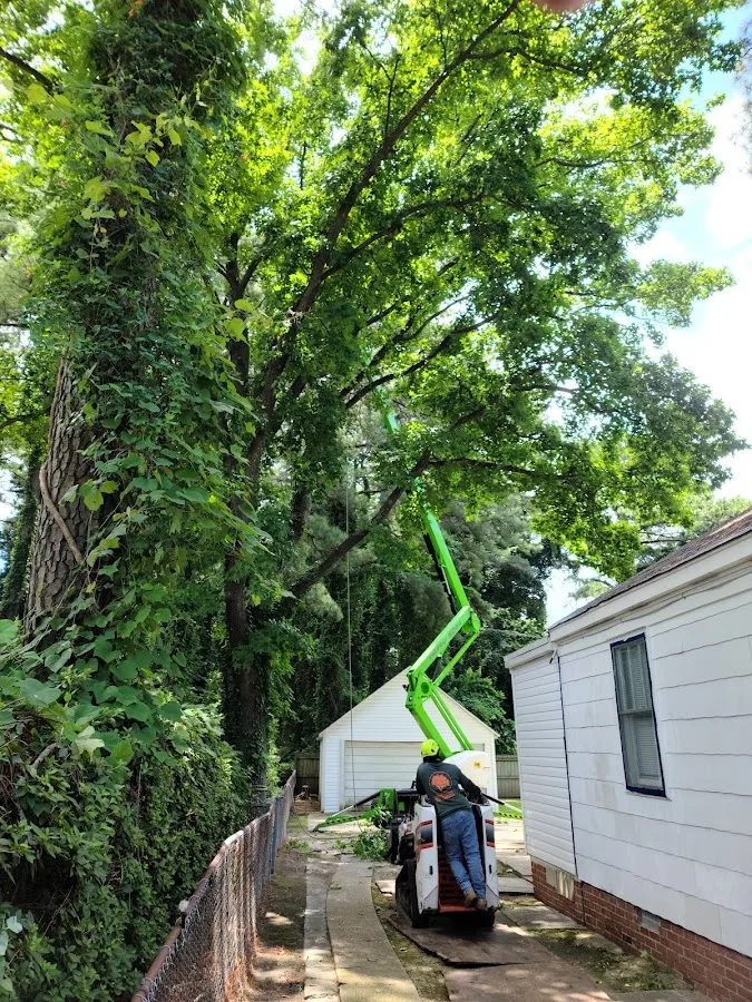 Great Scott Tree Service gallery 2