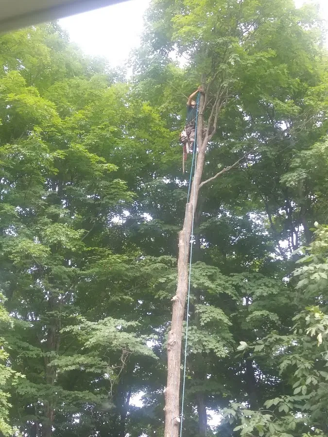 Green Giant Arborists in Shelburne: Choosing Canopy Care or Removal