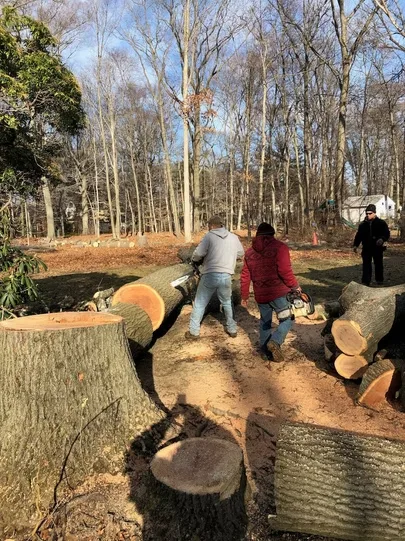 Green Island Tree Services gallery 5