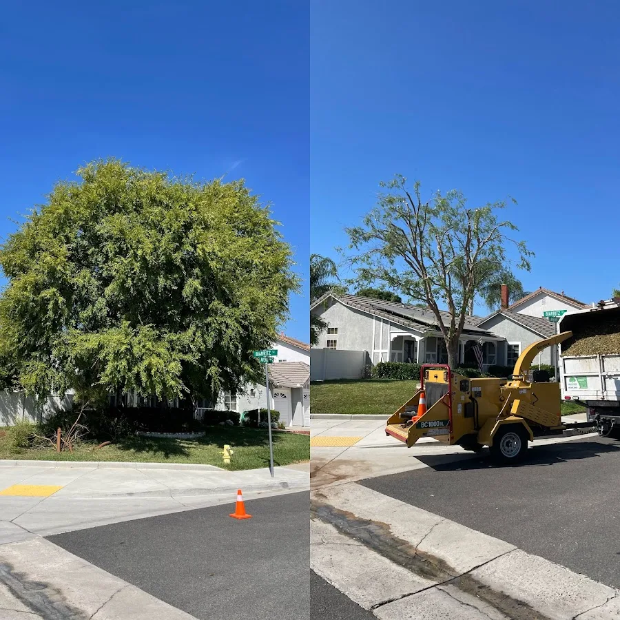 Green Vision Tree Service work site