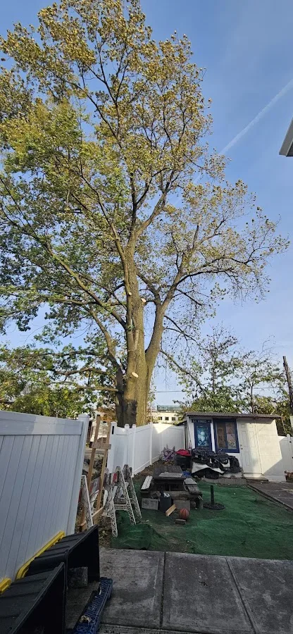 GreenLeaf Tree Removal | 24/7 Emergency Tree Service gallery 2