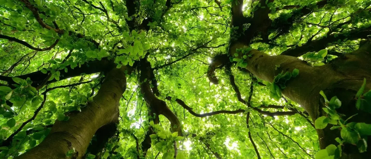 GreenLeaf Tree Removal | 24/7 Emergency Tree Service gallery 4