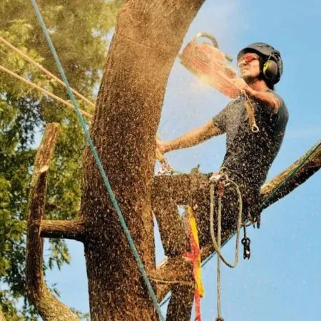 GreenLeaf Tree Removal | 24/7 Emergency Tree Service gallery 5