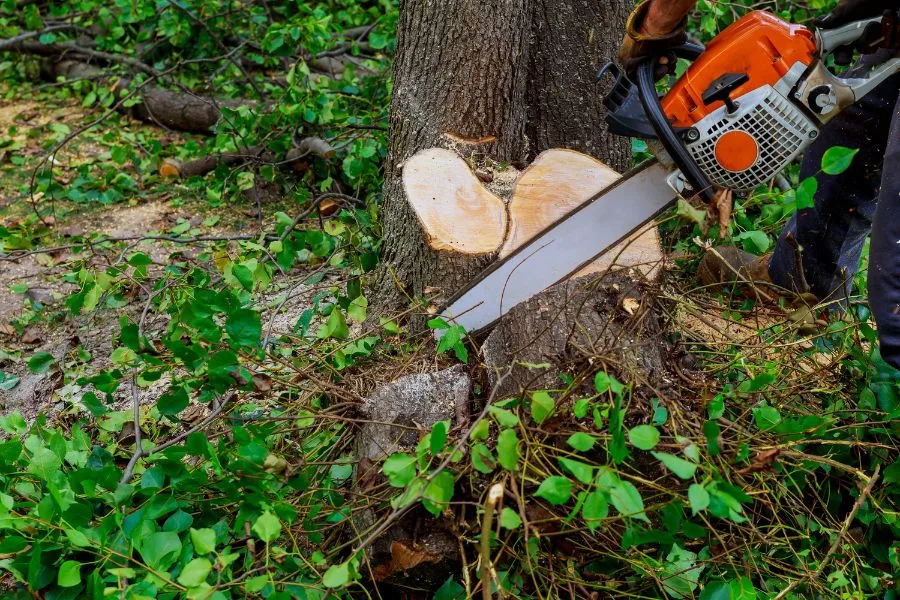 GreenLeaf Tree Removal | 24/7 Emergency Tree Service gallery 7