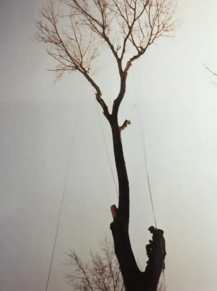 Greg's Tree Services gallery 5