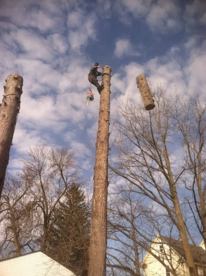 Greg's Tree Services gallery 6