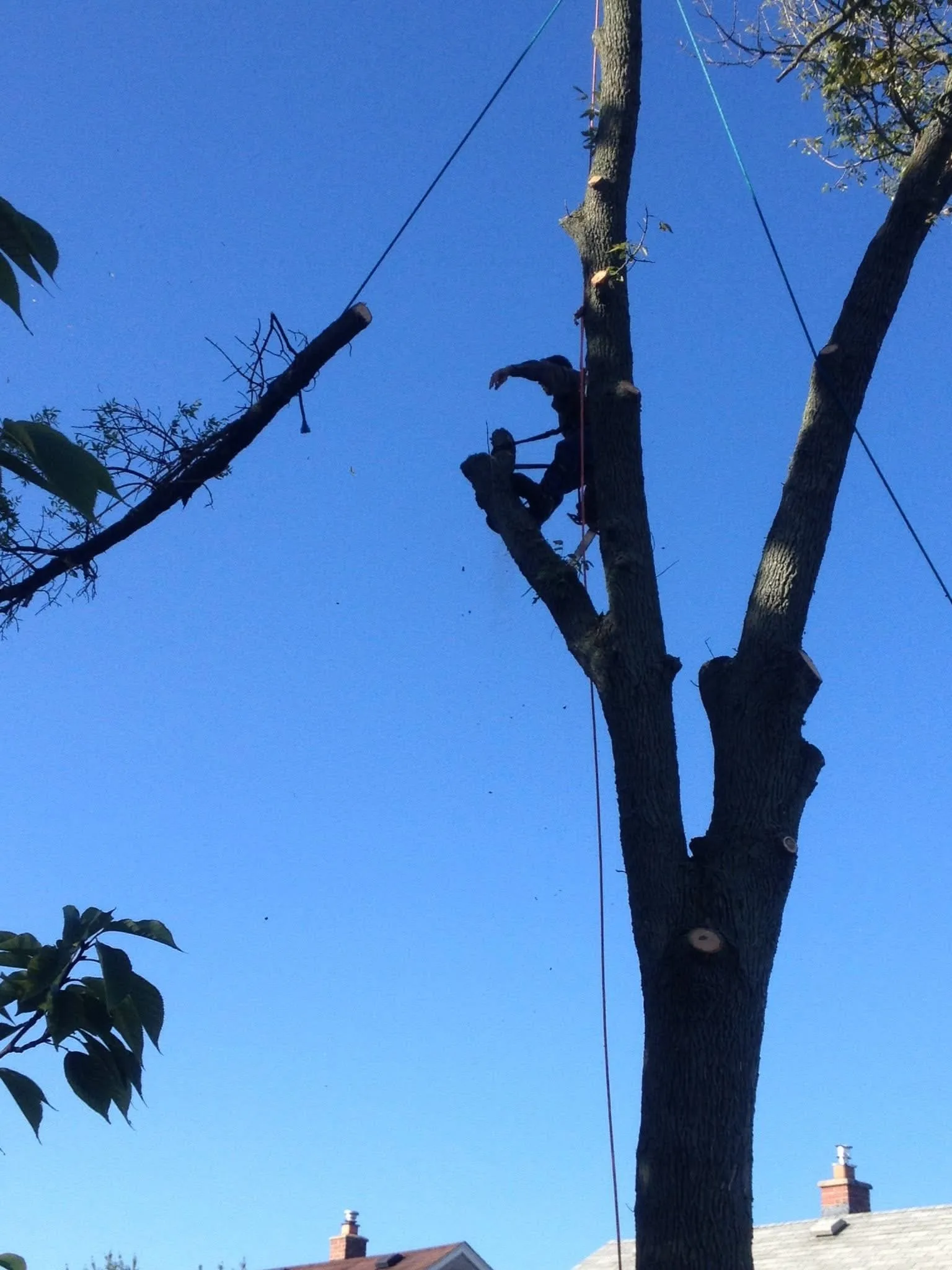 Greg's Tree Services gallery 7