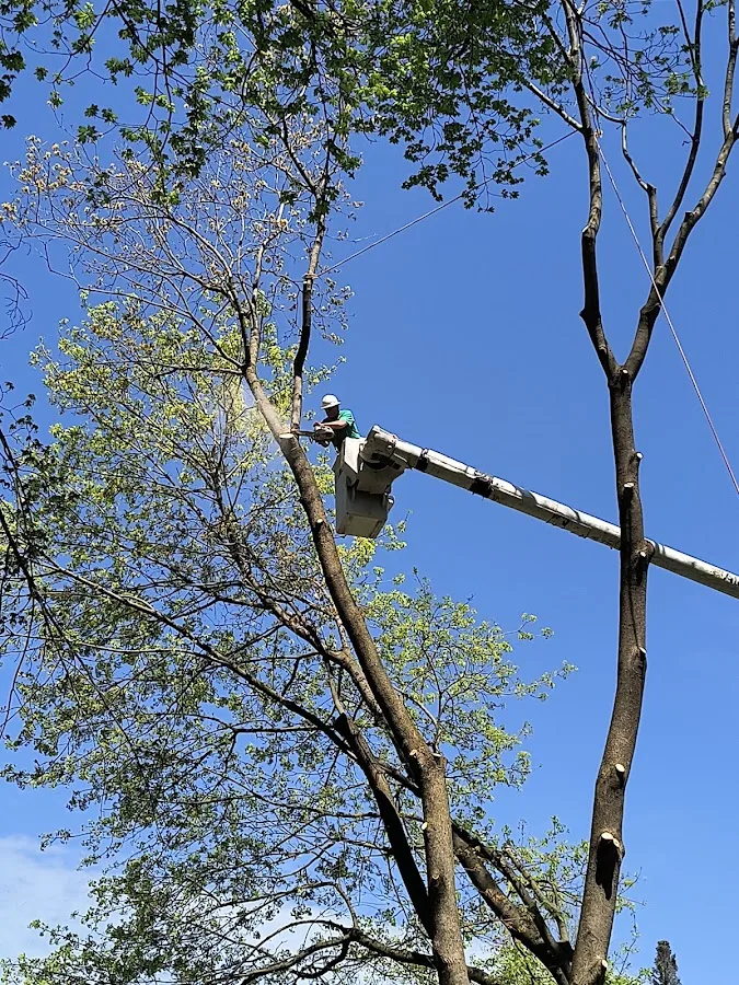 Griffin Tree Service (Jamesville, NY): How to Decide on Stump Grinding That Fits Your Property