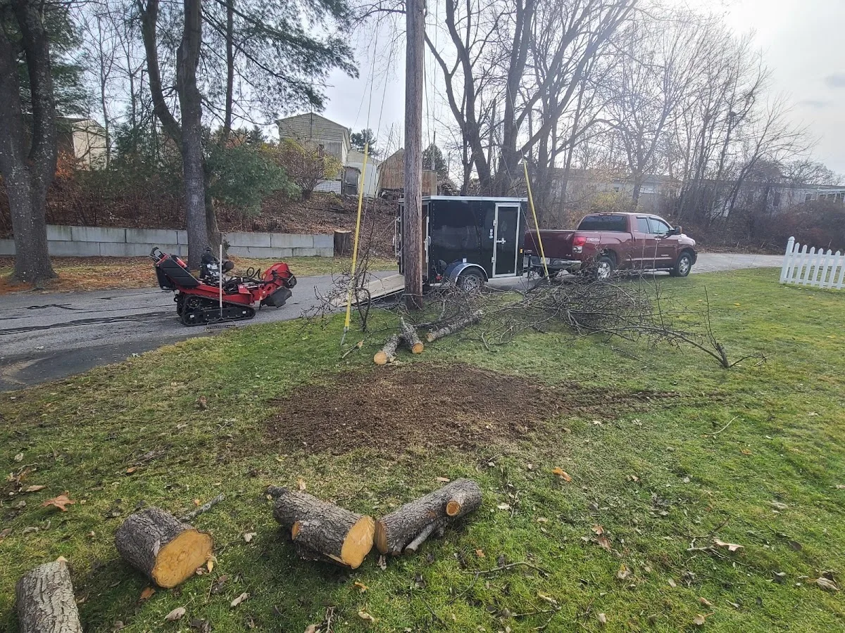 Grin & Grind Stump Removal