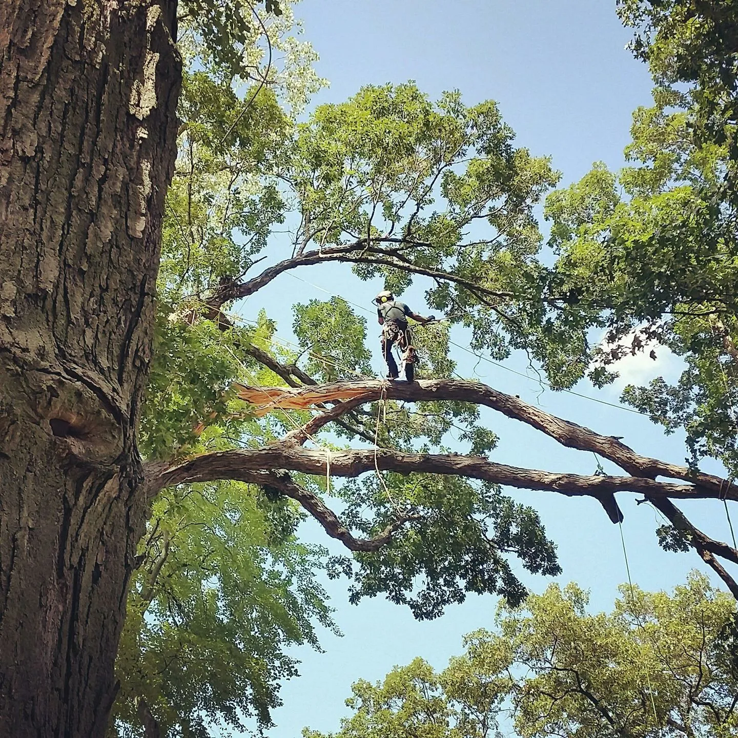 Guardian Tree Experts LLC gallery 3